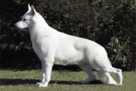 Pastore svizzero bianco