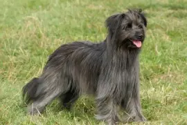 Pastore dei pirenei a pelo lungo