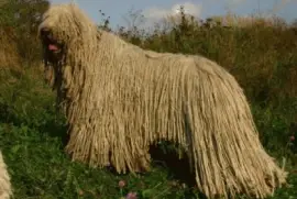 Pastore komondor