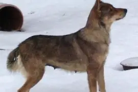 Pastore lupino del gigante