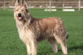 Pastore di piccardia