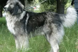 Pastore rumeno dei carpazi