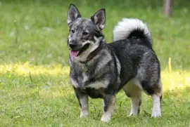 Pastore swedish vallhund