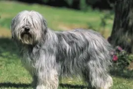 Pastore polacco di vallÃ©e