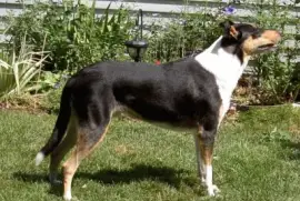 Pastore scozzese a pelo corto