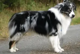 Patore australian shepherd