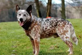 Pastore australian cattle