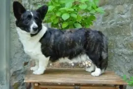 Pastore welsh corgi cardigan