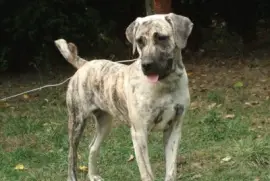 Pastore cao fila de sao miguel