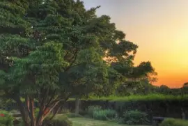 פאזל של tree of life