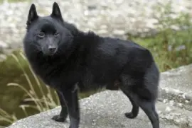Pastore schipperkee