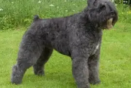 Pastore bovaro delle fiandre