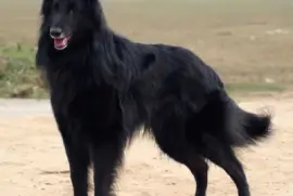 Pastore belga groenendael