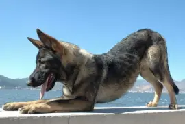 Pastore lupo di kunming