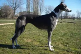 Levriero inglese a pelo raso