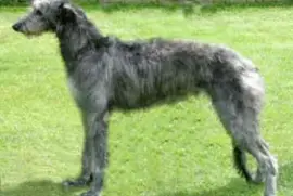 levriero inglese a pelo ruvido