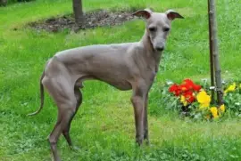 Levriero italiano piccolo