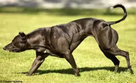 Levriero wendy piÃ¹ muscoloso del mondo