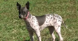 Terrier american hairless
