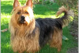 Terrier australian