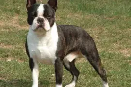 Terrier boston
