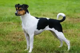 Terrier brasileiro