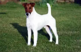 Terrier fox a pelo liscio