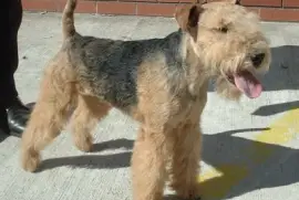 Terrier fox a pelo ruvido