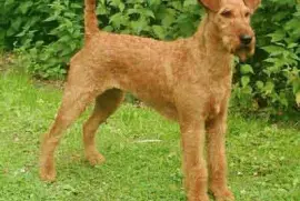 Terrier irish