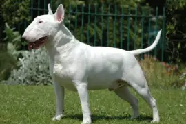 Terrier bull inglese taglia normale
