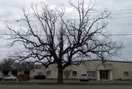 פאזל של A beautifully bare tree