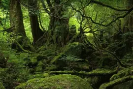 פאזל של Yakushima