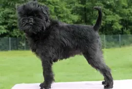 Affenpinscher