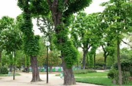 פאזל של Ãrboles