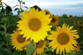 Girasoles