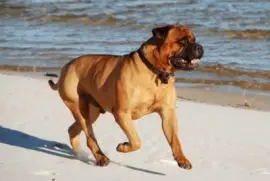 Bullmastiff