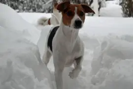 Dansk svensk gardshund