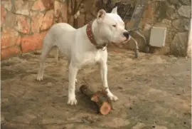 Dogo argentino