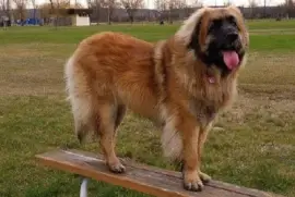 Leonberger