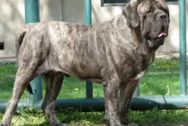 Mastiff
