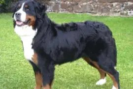 Bovaro del bernese
