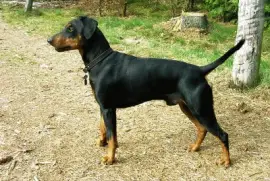 Pinscher