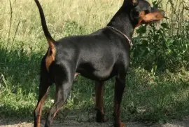Zwergpinscher