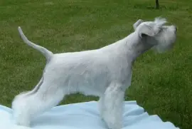 Zwergschnauzer bianco
