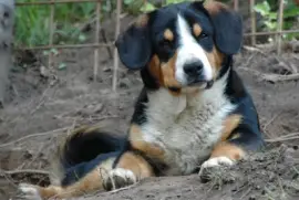 Bovaro dell 'entlebuch