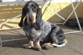 Basset blue de gascogne