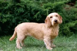 Basset fauve de bretagne