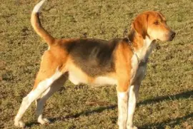 Beagle harrier