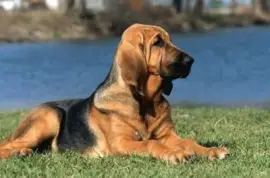 Bloodhound