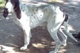 Gascogne saintngeois